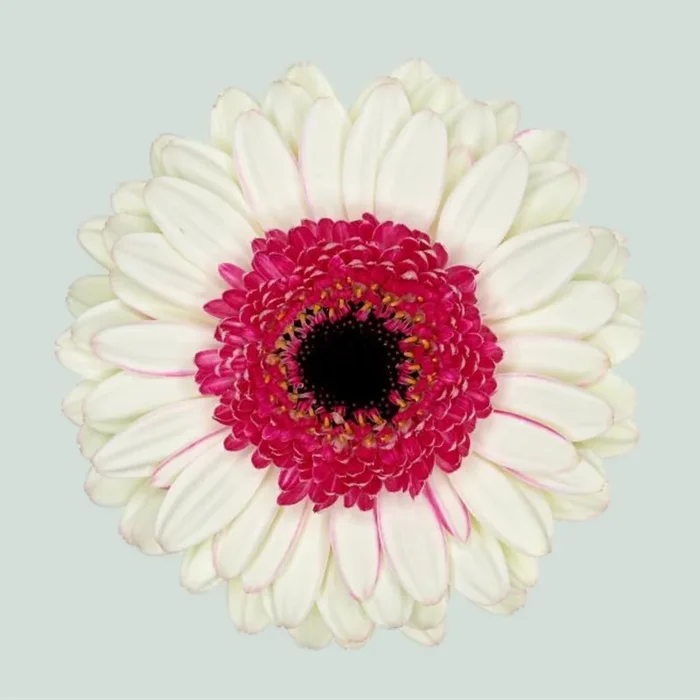 Germini Double Fun (20 Stems)