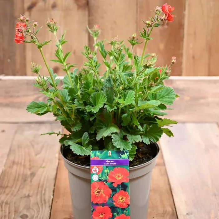Geum Scarlet Tempest 3 Litre