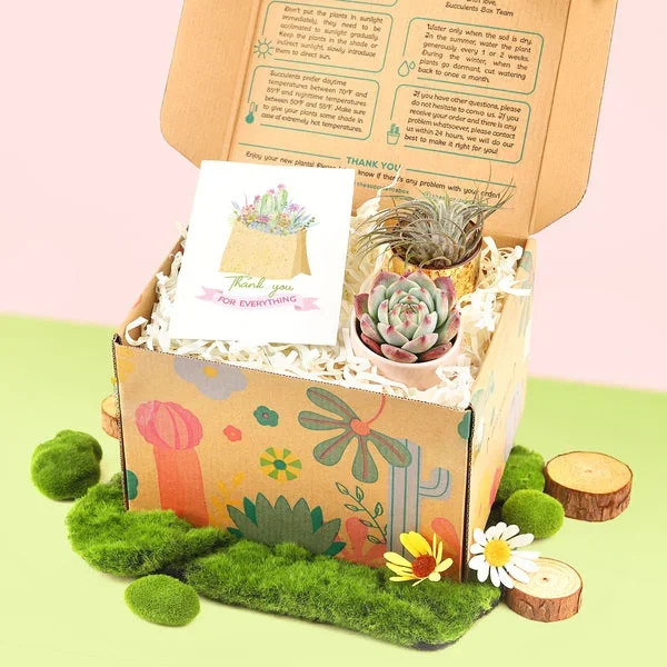Gift Box – 1 Airplant and 1 Succulent