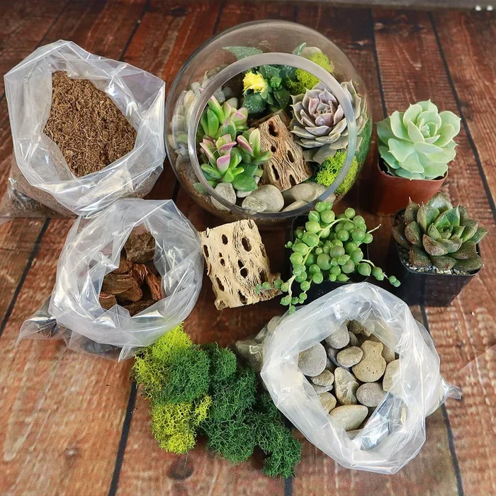 Glass Terrarium With 3 live Plants DIY Kit- Full Moon Glass Small Planter