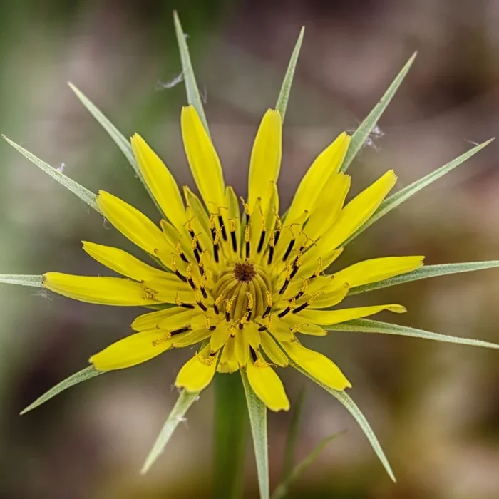 Goat’s Beard Plug Plants | Tragopogon pratensis