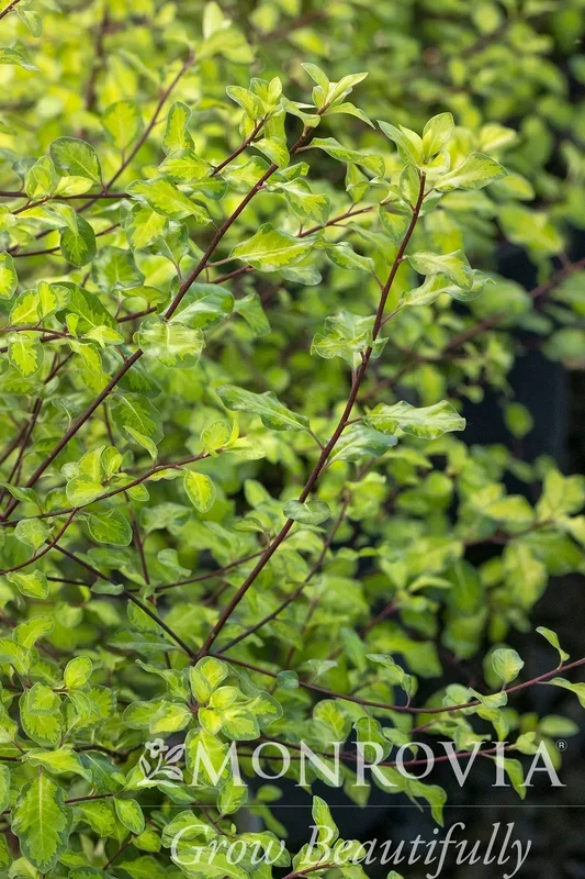 Gold Coast® Pittosporum – Monrovia