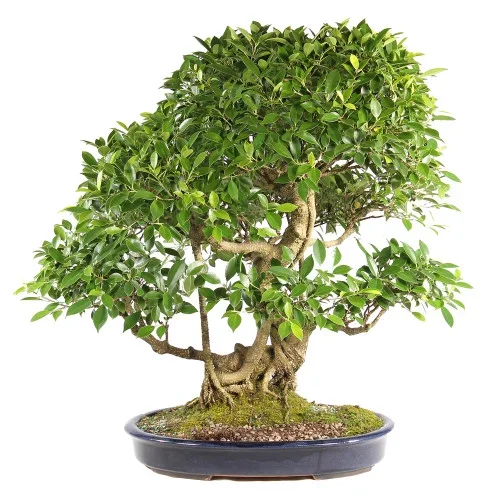 Golden Gate Ficus – ST6824GGF-E – Brussel’s Bonsai