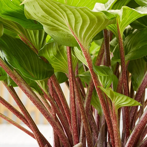 Gooseberry Sundae Hosta