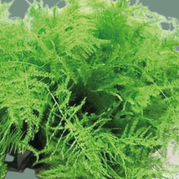 GR Asparagus