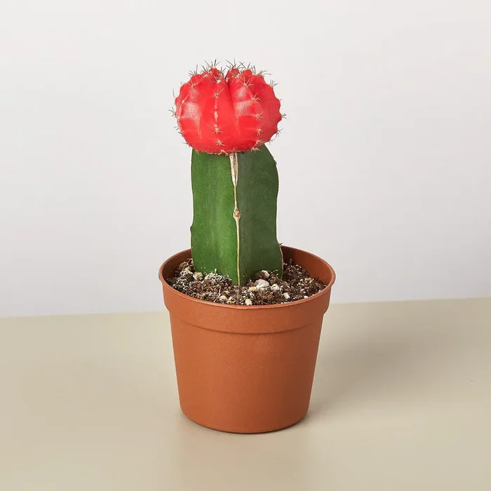 Graft Cactus ‘Red’