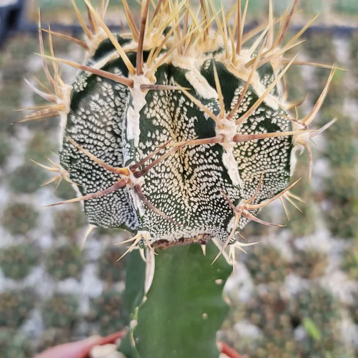 Grafted Astrophytum ornatum