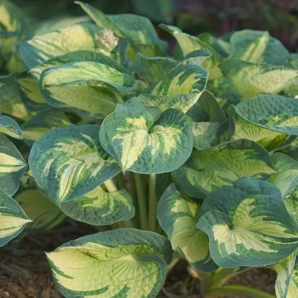 Great Expectations – Tall Hosta