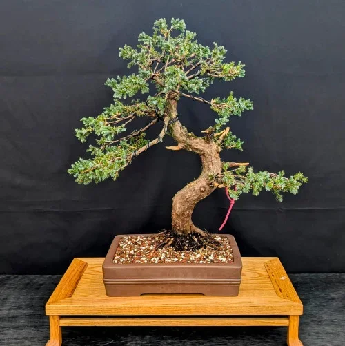 Great Trunk Needle Juniper Styled by Peter Olson (No. 14233)