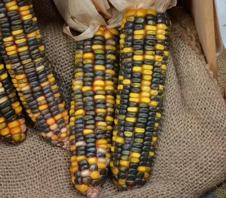 Green and Gold Dent Corn