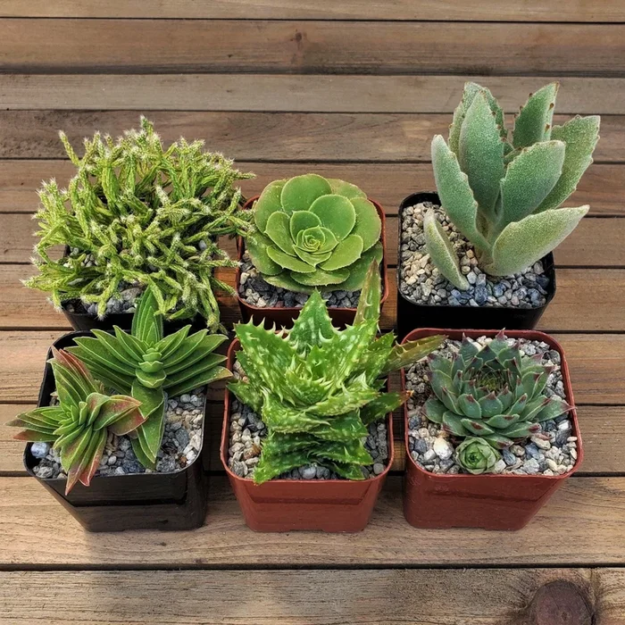 Green Garden 2-Inch Succulents (6-Pack)
