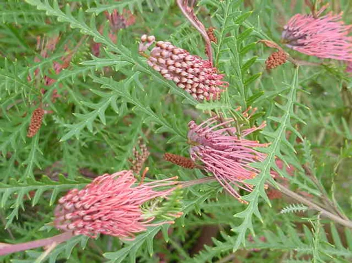 Grevillea ‘Ivanhoe’