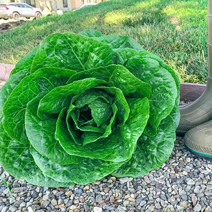 Gurney’s®Giant Romaine Lettuce