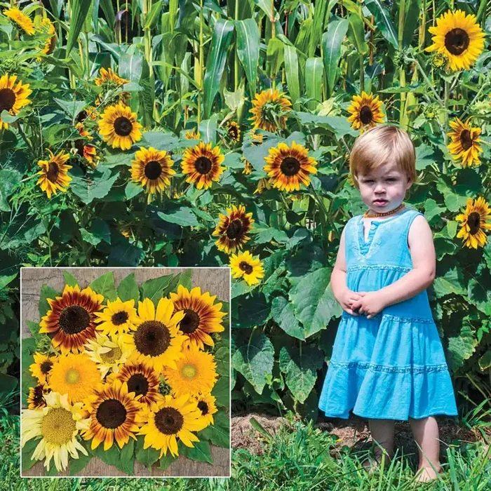 Gurney’s® Sunny Hedge Sunflower Seed Blend