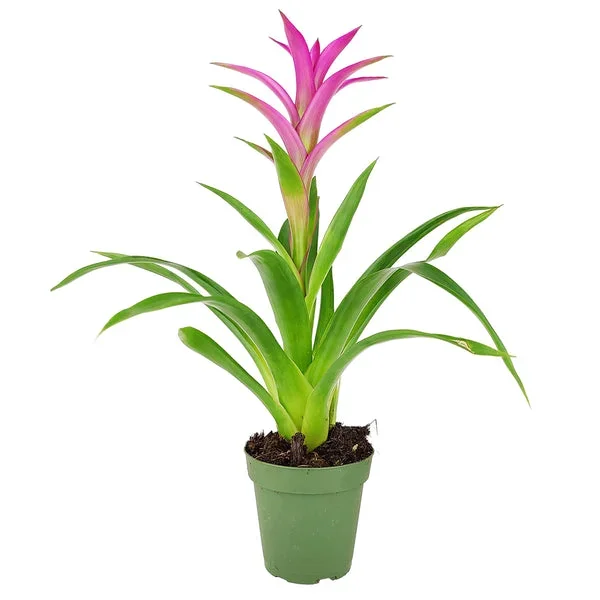 Guzmania hybrid Pink