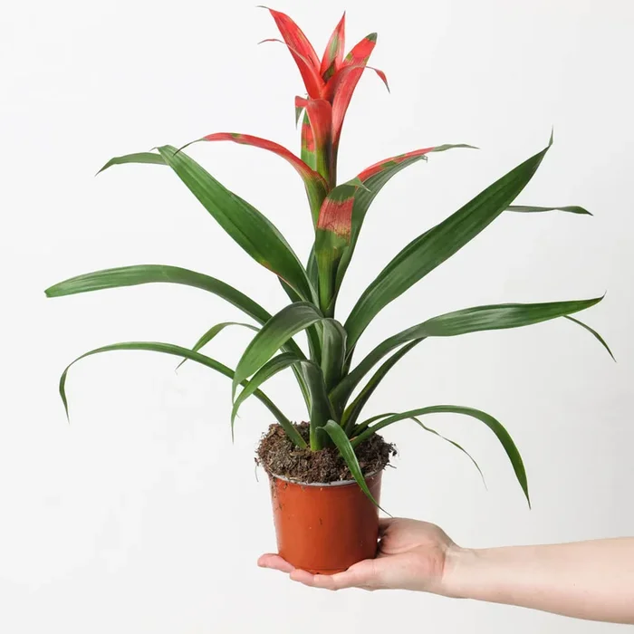 Guzmania wittmackii