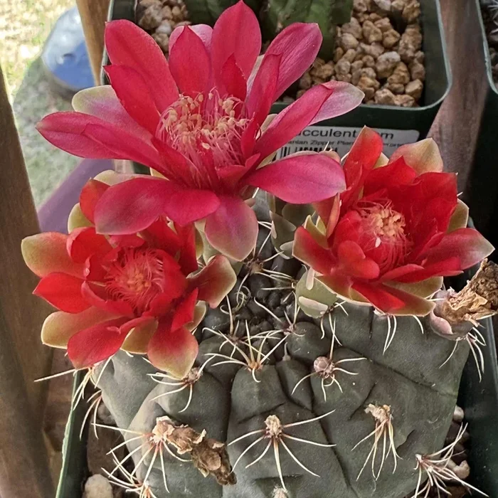 Gymnocalycium baldianum