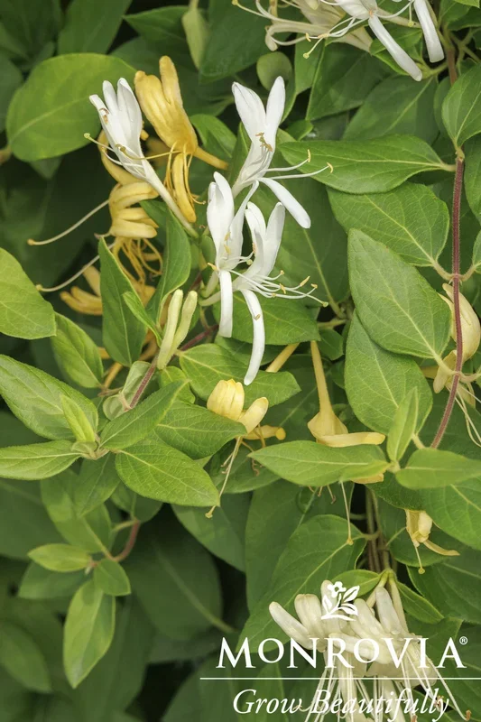 Hall’s Japanese Honeysuckle – Monrovia