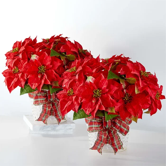 Happiest Holidays Poinsettia Bundle–Citibuds INC D/B/A Citifloral