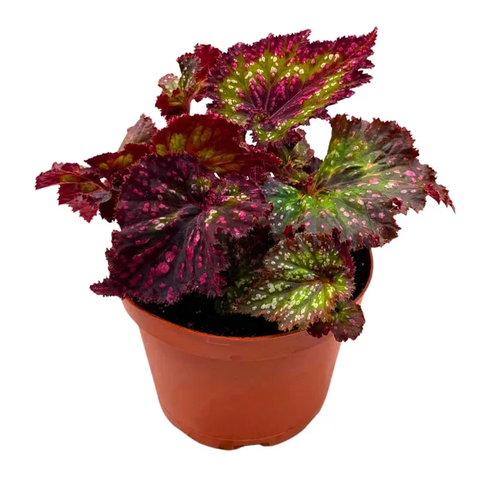 Harmony Foliage Harmony’s Voodoo Queen Begonia Rex 4 inch Pink Green White