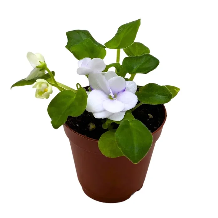 Harmony Foliage Mini African Violet Rob’s Humpty Doo 2 inch White Flower