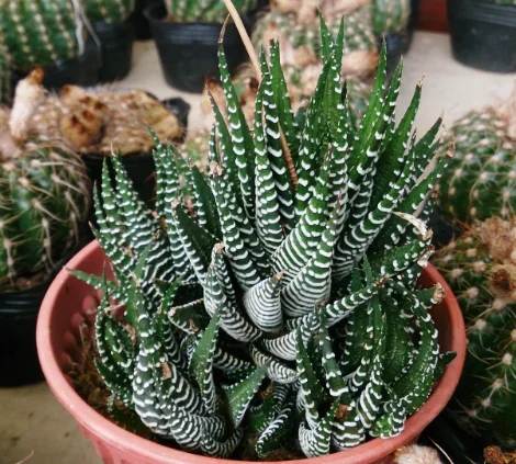 Haworthia attenuata ‘Big Band’