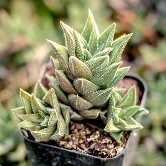 Haworthia cassytha