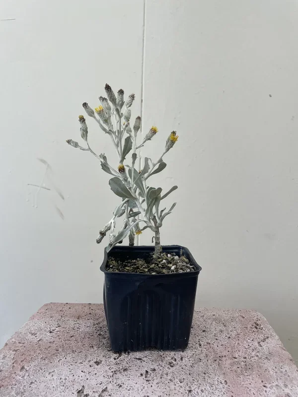Hazardia dentosa, Northern Island Haplopappus
