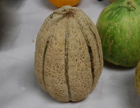 Healy’s Pride Melon