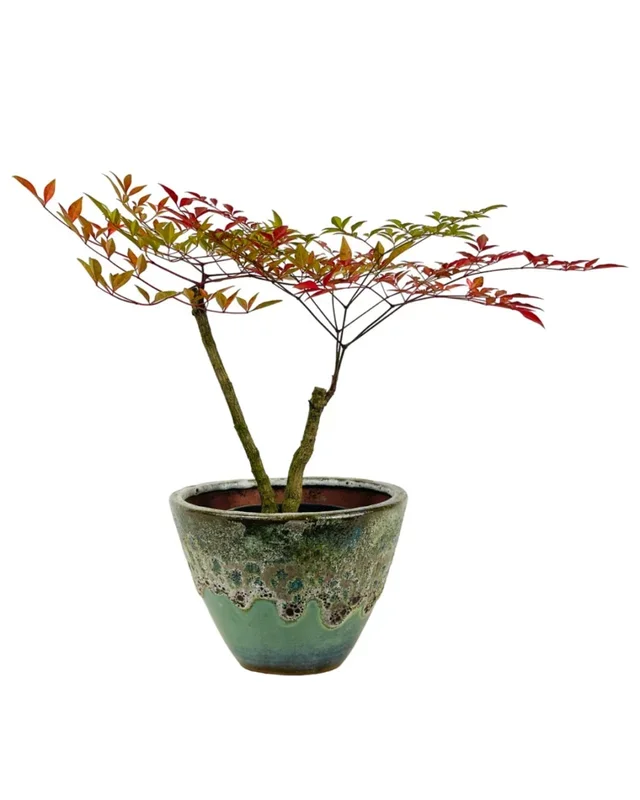 Heavenly Bamboo ‘Nandina’