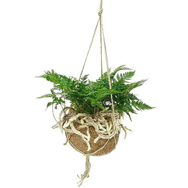 HELECHO PATA DE CONEJO EN MACETA ECOCOCO KOKEDAMA (HUMATA)