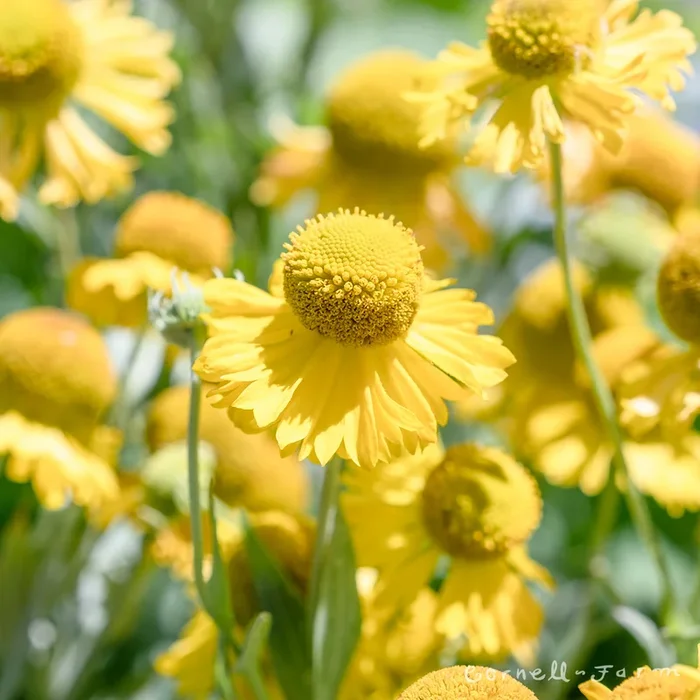 Helenium autumnale 1gal Common Sneezeweed