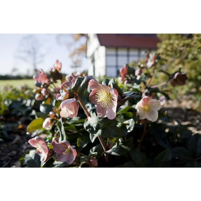 Helleborus 4.5L Pot Maestro
