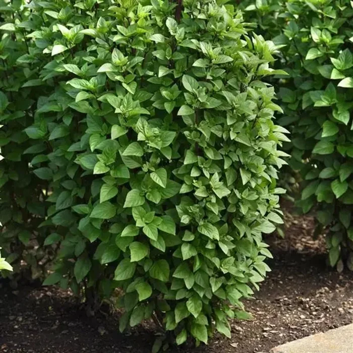 Herb Everleaf Thai Basil