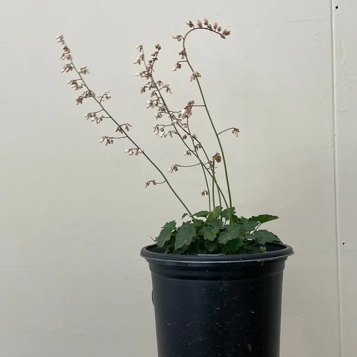 Heuchera rubescens ‘Yosemite’