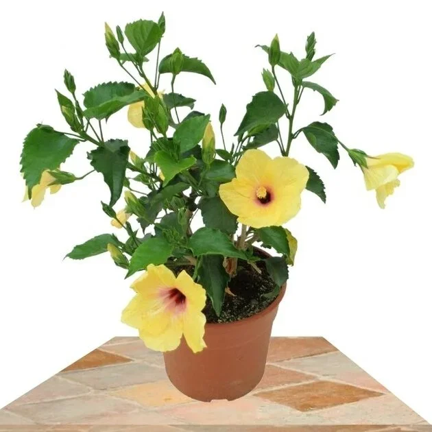 HIBISCUS AMARILLO 40CM (ROSA DE CHINA)