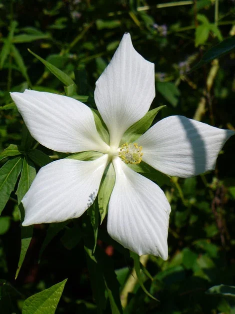 Hibiscus coccineus –Lonestar Hibiscus–