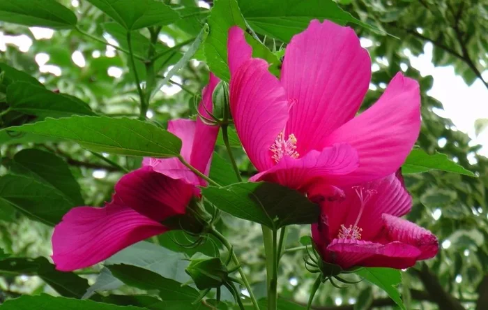 Hibiscus moscheutos ‘Raspberry Rose’