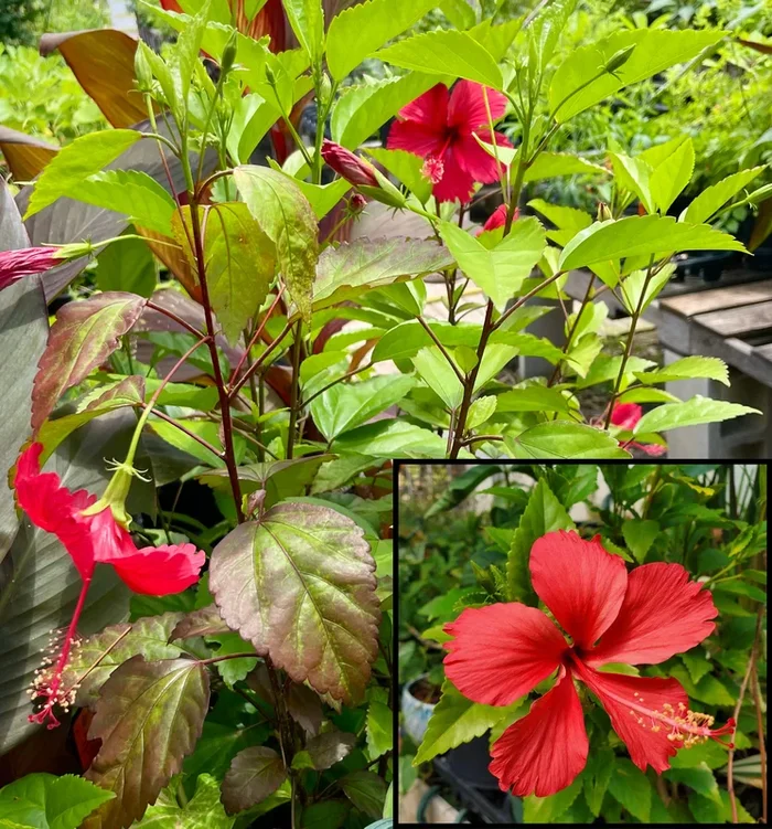 Hibiscus rosa-sinensis ‘Fire and Ice’