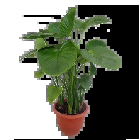 Homalomena expedita Water Alocasia