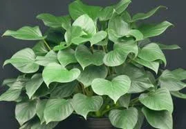 Homalomena ‘Green’ 4″ Pot