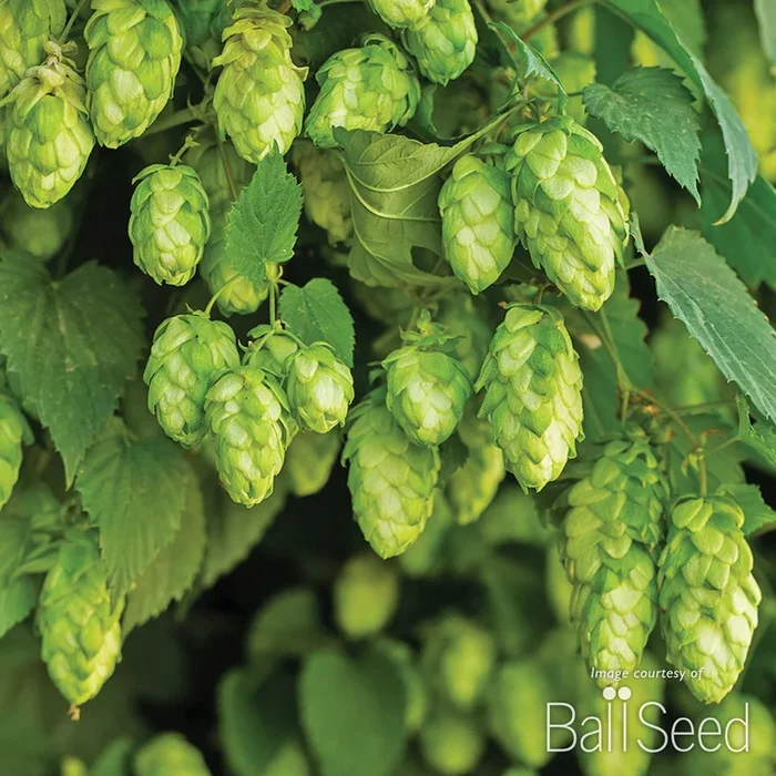 Hops Nugget 1gal CF