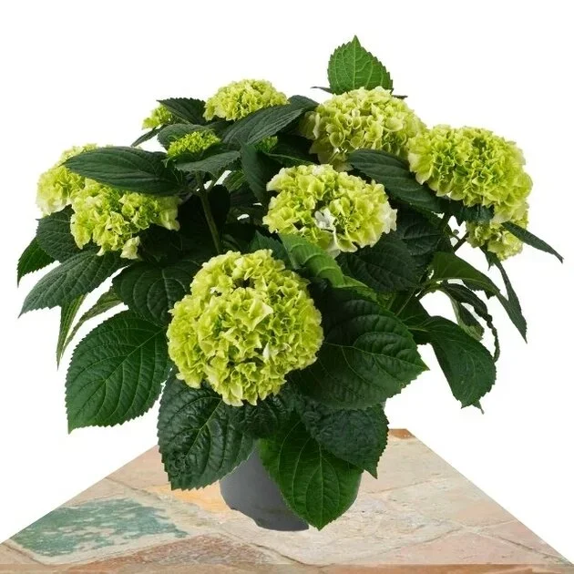 HORTENSIA BLANCA 40CM (HYDRANGEA)