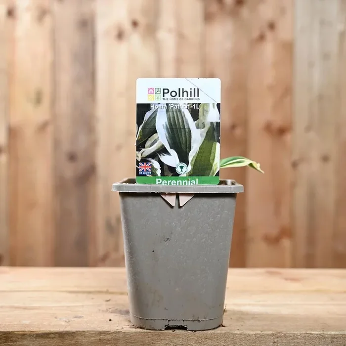 Hosta Patriot 1L