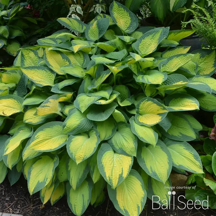 Hosta Paul’s Glory 1 gal CF