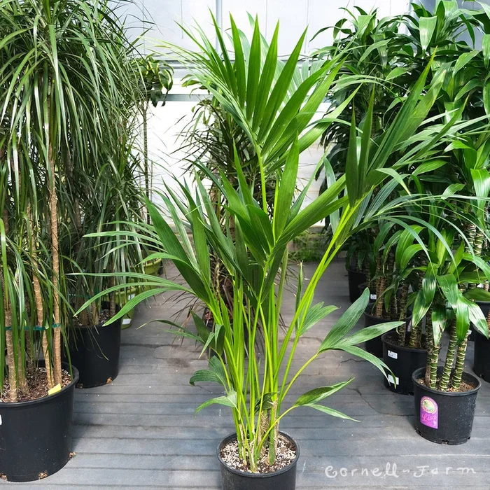 Howea forsteriana 10in Kentia Palm