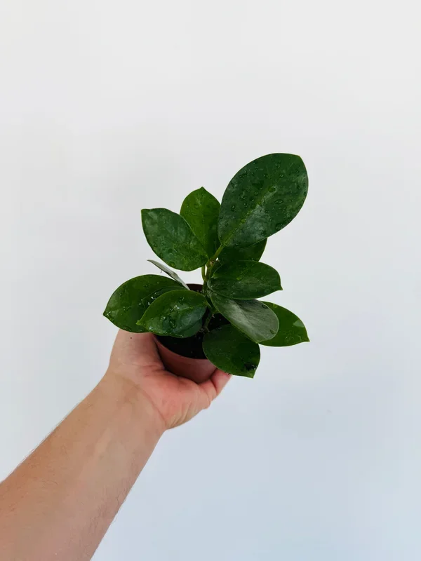 Hoya Australis ‘Verde’ – 3″ Pot