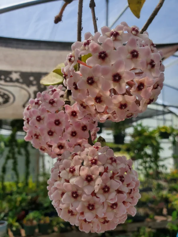 Hoya carnosa –Wax Plant–