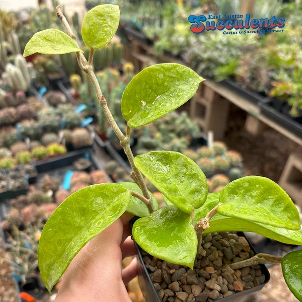 Hoya carnosa green