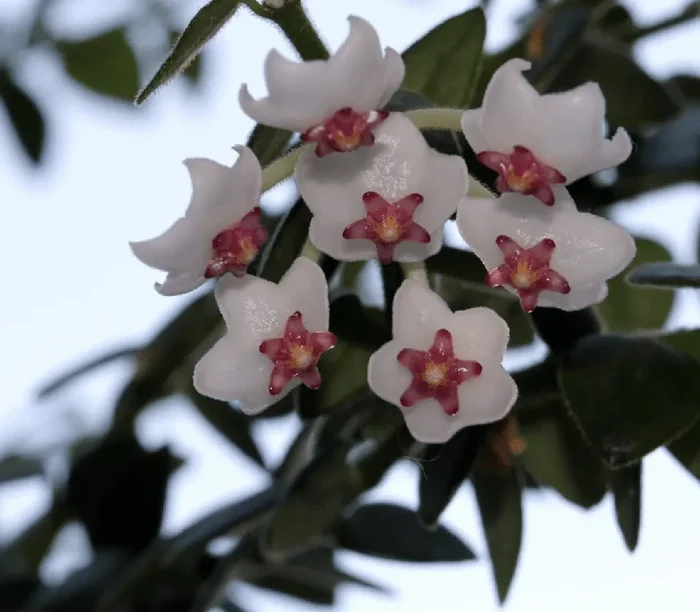 Hoya chinghungensis (bella)